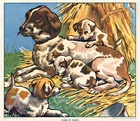 Chien et Chiots (dogs)